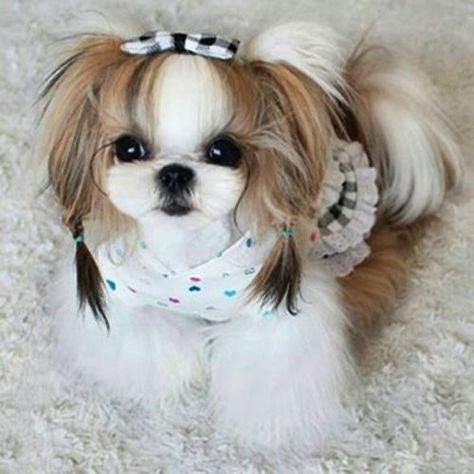 Shitzu Dogs Haircuts, Shih Tzu Hair Styles, Shih Tzu Puppy Cut, Puppy Haircut, Shih Tzu Haircuts, Perro Shih Tzu, Shitzu Dogs, Shih Tzu Grooming, Shitzu Puppies