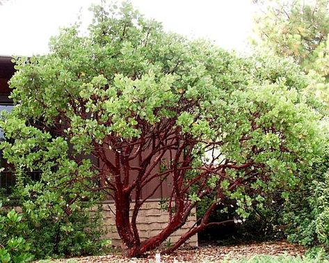 Drought Tolerant Trees, California Native Garden, Making Wreaths, Manzanita Tree, Wholesale Plants, Drought Tolerant Garden, Drought Tolerant Landscape, California Native Plants, Native Plant Gardening