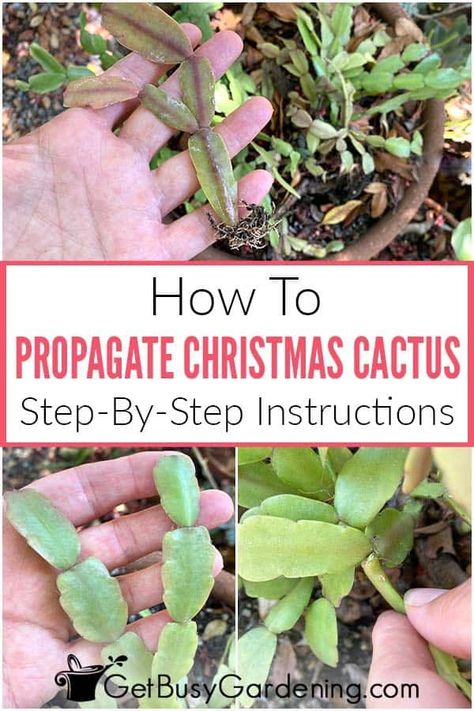 How To Propagate Thanksgiving Cactus, How To Propagate Christmas Cactus In Water, Christmas Cactus Care How To Grow, Rooting Christmas Cactus, How To Propagate A Christmas Cactus, Replanting Cactus, Plant Cuttings Propagation, How To Root A Christmas Cactus, Propagating Christmas Cactus