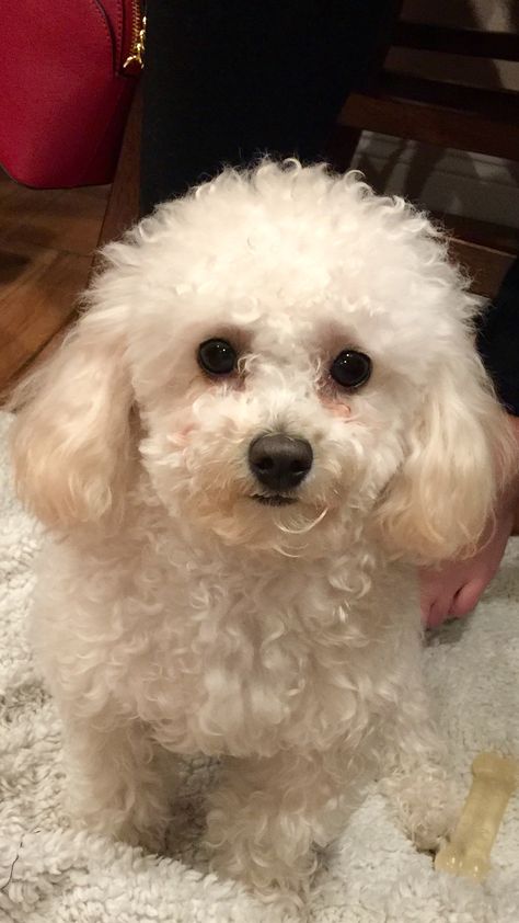 Bailey (Toy Poodle) French Puddle, Dogs Full Grown, Teddy Bear Dog Haircut, Black And White Mini Poodle, Teddy Bear Dogs, Poodle Puppy White, White Miniature Poodle, Cream Poodle Toy, Toy Poodle White