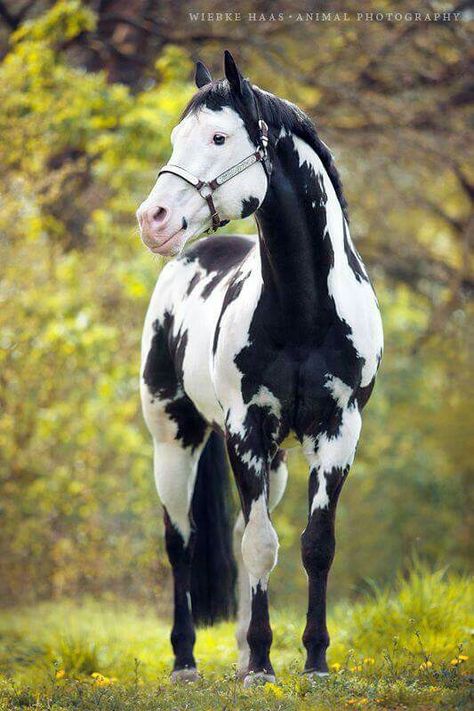 Stunning black and white frame/overo paint horse. The frame gene creates white patches, often with jagged edges, on the base coat while the midline of the body remains dark. Beautiful Horses Rare, Cheval Pie, Rare Horses, American Paint Horse, Horse Coats, Pinto Horse, Paint Horse, American Paint, Animals Amazing