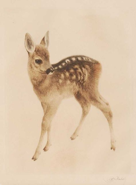 Tik Tok Videos Funny, Deer Drawing, Deer Illustration, Deer Tattoo, Tik Tok Videos, Roe Deer, Deer Art, Baby Deer, Woodland Creatures