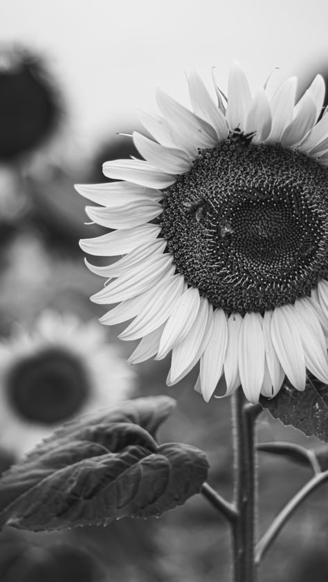 White Sunflower Wallpaper, Black & White Flower Wallpaper, Black And White Photography Flowers, Anime Cd, Sunflowers Black Background, Sunflower Illustration Black And White, Black And White Sunflower Photography, Sunflower Black And White, Aesthetic Sunflower