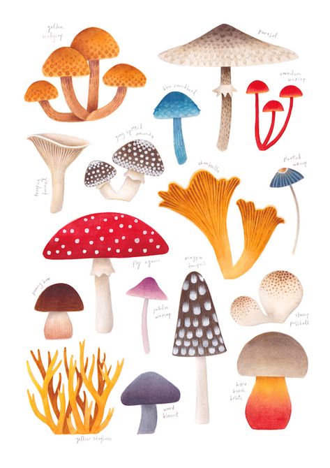 Laura Middleton Art - Mushrooms Kingfisher Illustration, Art Mushrooms, Phoebe Wahl, Natural History Illustration, Kingfisher Painting, Watercolour And Pencil, Illustration Art Prints, Mushroom Illustration, History Illustration