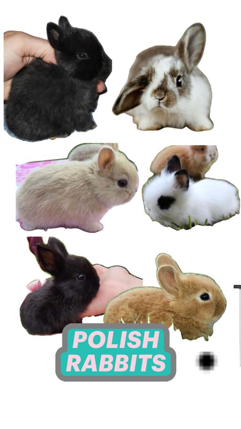 Polish Bunny, Polish Rabbit, Fur Babies, Animals