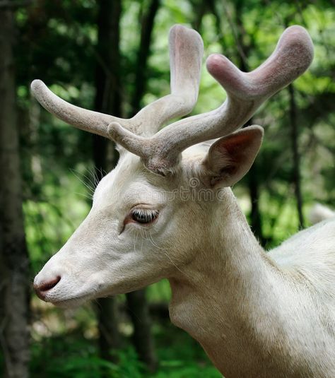 Albino Deer, Dog Reference, Deer With Antlers, Tier Tattoo, Deer Pictures, Fallow Deer, Albino Animals, Animal Reference, White Deer