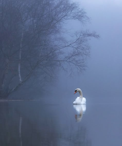 https://flic.kr/p/SP5x2N | Swan Lake Swan Stuffed Animal, Swan Lake Aesthetic, Camilla Macaulay, Swan Aesthetic, Swan Photography, Swan Painting, Swans Art, Lake Painting, Water Reflections