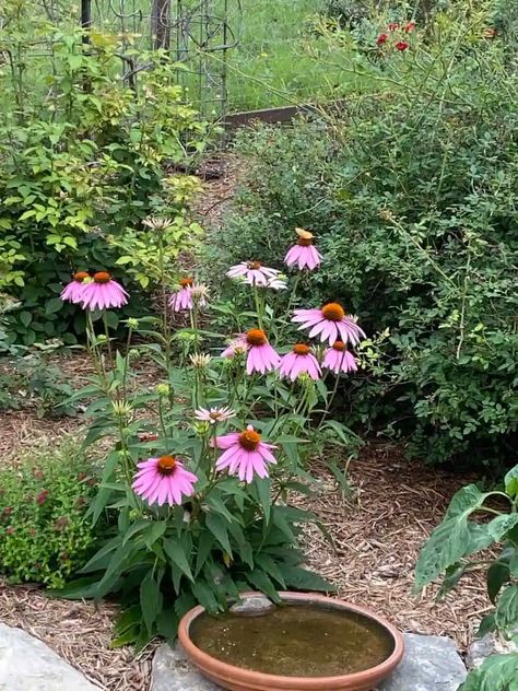 Texas Hill Country Landscaping, Texas Native Plants Landscaping, Mexican Lime Tree, Texas Hill Country Decor, Native Plant Landscape, Landscaping Shrubs, Texas Native Plants, Texas Hills, Country Landscaping