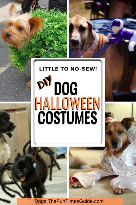 If you don't have any sewing skills (like me), here are 6 funny DIY dog Halloween costumes you can make yourself with very little effort! Photos + video tutorials! #doghalloween #dogcostumes #halloween #diyhalloweencostumes Diy Pet Costumes Dogs, Diy Dog Halloween Costumes, Funny Dog Halloween Costumes, Dog Costumes Halloween Large, Diy Pet Costumes, Large Dog Costumes, Halloween Costumes For Dogs, Best Dog Halloween Costumes, Halloween Costumes You Can Make