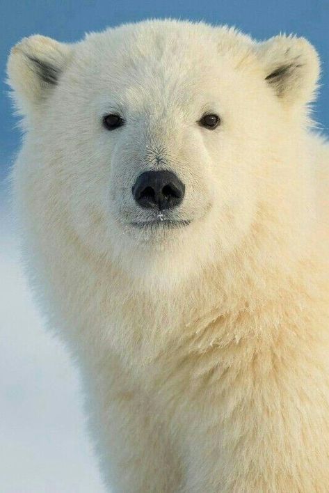 Beautiful Clean White Polar Bear Cub. Photo Ours, Polar Bear Art, Snow Bear, Wild Animals Photos, White Polar Bear, Cute Polar Bear, Bear Pictures, Teddy Bear Stuffed Animal, Arctic Animals