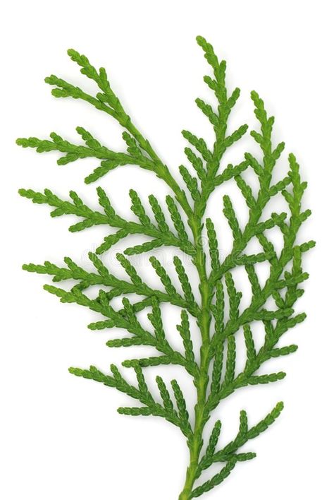 Cedar Branch. Closeup of Cedar Branch Isolated on White , #Aff, #Branch, #Cedar, #Closeup, #White, #Isolated #ad Cedar Branch, Pattern Design Portfolio, Branch Drawing, Plant Reference, Let It Grow, Making Flowers, Free Clipart Images, White Cedar, Cedar Trees