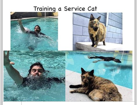 Service Cat, Cheezburger Cat, Cat Sanctuary, Cat People, Funny Cat Memes, Funny Animal Memes, Grumpy Cat, Animal Memes, Cute Funny Animals