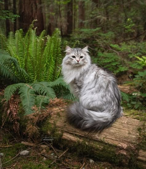 Adventure Cat, Siberian Cat, Gorgeous Cats, Forest Cat, Most Beautiful Cat Breeds, Norwegian Forest Cat, Cat Photography, Warrior Cat, Cat Aesthetic