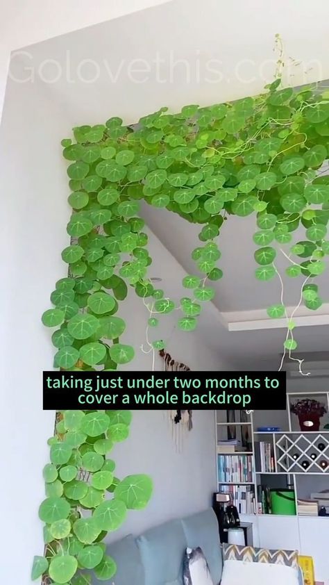 Hanging Plant Ideas, Garden Decor Ideas, Growing Plants Indoors, Plant Ideas, House Plants Decor, Hanging Plant, Ideas Garden, Pretty Plants, Green Space