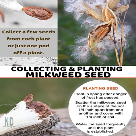 Milkweed Garden, Planting Milkweed, Overwintering Geraniums, Butterfly Board, Raising Butterflies, Monarch Butterfly Garden, Butterfly Feeders, Backyard Birds Sanctuary, Saving Seeds