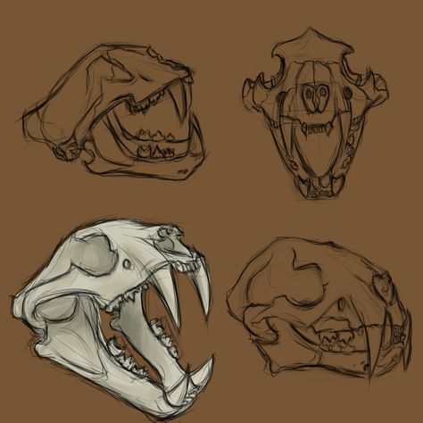 Here is my drawing of tiger skull made digitaly. Tiger Skeleton Drawing, Jaguar Skull Drawing, Dog Skull Sketch, Tiger Skull Reference, Animals Skull Drawing, How To Draw Animal Skulls, Cat Bones Drawing, Skull Drawing Animal, Cat Skull Sketch