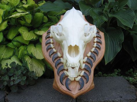 This is a neat idea Bear Skull Mount Ideas, European Skull Mount Ideas Diy, Bear Mounts Taxidermy, Bear Skull Mount, Skull Mount Ideas, European Mount Ideas, Bear Shoulder Mounts Taxidermy, Mounting Deer Skull, Deer Mount Decor