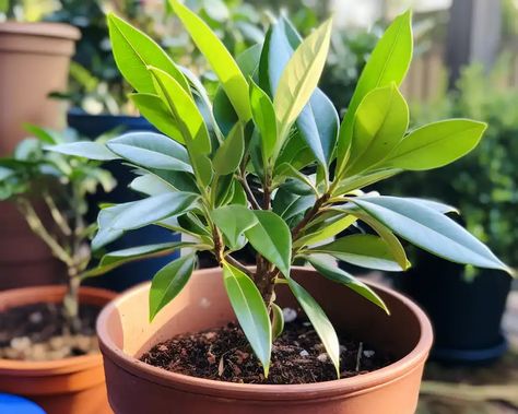 How to Grow a Bay Leaf Tree in a Pot: Complete Guide Bay Leaf Plant, Herb Ideas, Bay Leaf Tree, Bay Laurel Tree, Indoor Cactus Plants, Tree In A Pot, Indoor Planting, Growing Herbs Indoors, Bay Laurel