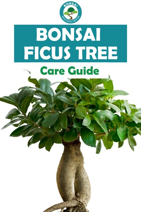 When you hear the word “ficus,” you probably think of a fiddle leaf fig or that big potted tree in the lobby of your office building. But certain ficus species can actually make great bonsai trees! Bonsai ficuses are beautiful and satisfying to care for, and many beginners find them easier to work with than many other types of bonsai. These trees are also ideal for growing indoors because they tolerate lower light better than many other bonsai trees. Fig Bonsai Tree, Ficus Bonsai Tree Care, Bonsai Plants Indoor, Ficus Tree Care, Ficus Tree Indoor, Ficus Bonsai, Bonsai Fertilizer, Ficus Bonsai Tree, Bonsai Ficus