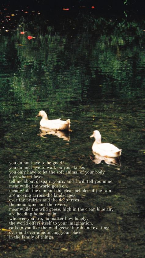 wild geese by mary oliver Wild Geese Mary Oliver, Mary Oliver Poems, Wild Geese, Blue Air, Mary Oliver, Body Love, Pretty Words, Poets, Book Quotes