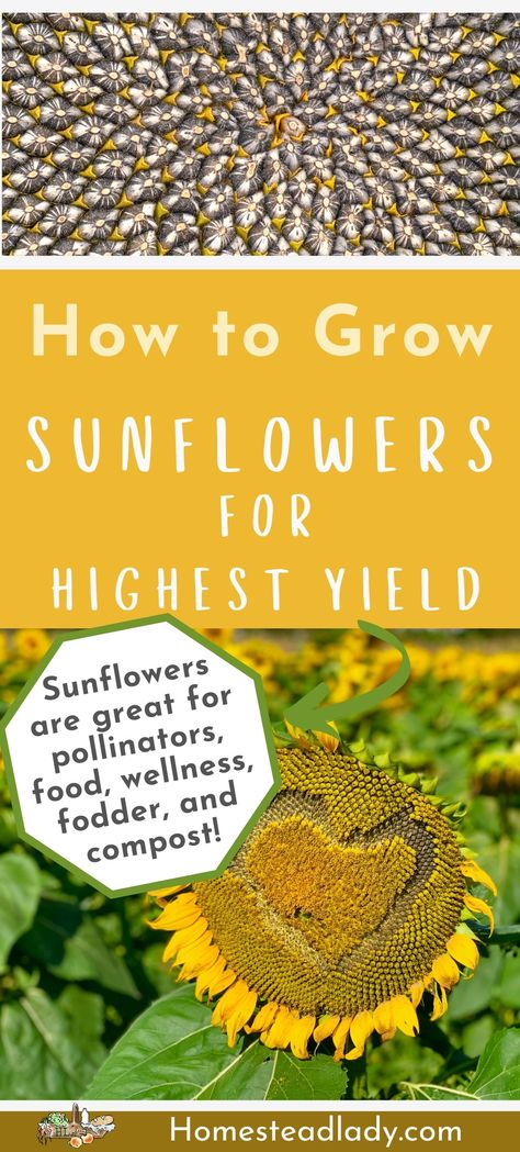 Learn how to grow sunflowers, especially Russian Mammoth variety. Sunflowers are useful as edible blooms and leaves, compost, livestock fodder, even kindling! They are also excellent for pollinator gardens and as food for wild birds. How To Grow Sunflowers, Grow Sunflowers, Mammoth Sunflower, Sunflower Leaves, Growing Sunflowers, Sunflower Head, Giant Sunflower, Bucket Gardening, Planting Ideas