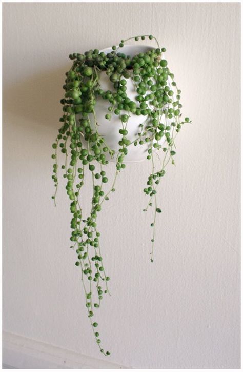 for kitchen String Of Pearls Plant, Plants Hanging, Ikea Wall, Decor Studio, Indoor Gardens, String Of Pearls, Cactus Y Suculentas, Hanging Planter, Deco Floral