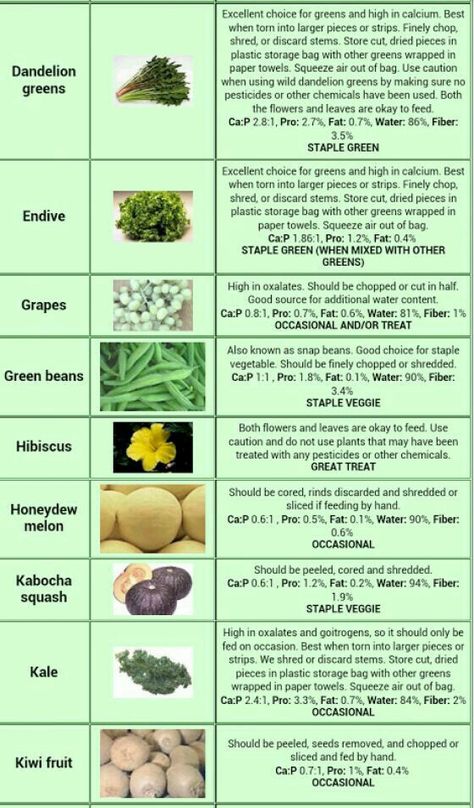 greens for dragons Bearded Dragon Food List, Bearded Dragon Terrarium Ideas, Dragon Food, Bearded Dragon Diy, Russian Tortoise Diet, Bearded Dragon Terrarium, Bearded Dragon Enclosure, Bearded Dragon Food, Bearded Dragon Cage