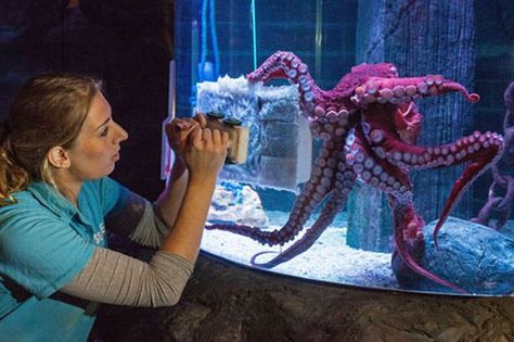 Aquarium star Jock the octopus learns to wipe his own tank clean - Daily Record Octopus Aquarium, Sea Life London, Pet Octopus, Octopus Tank, Giant Pacific Octopus, Scottish Homes, African Cichlids, The Octopus, Tanked Aquariums