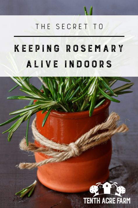 Potted Rosemary, Growing Rosemary Indoors, Growing Herbs Inside, Herbs Growing, Gardening Herbs, Growing Rosemary, Grow Herbs, Rosemary Plant, Herb Gardens