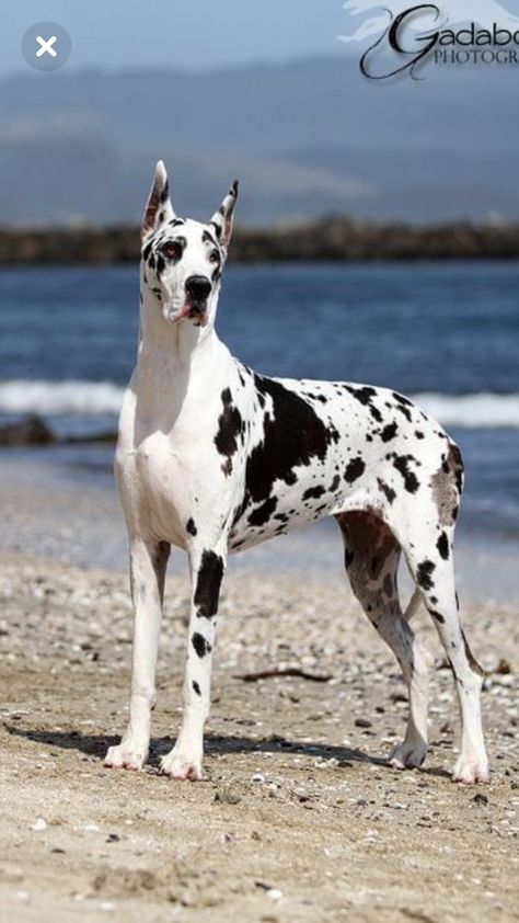 Great Dane dog Dogs Great Dane, Great Dane Spotted, Great Dane Cropped Ears, Spotted Great Dane, White Great Dane, Harlequin Great Dane, Harlequin Great Danes, Dane Puppies, Great Dane Puppy