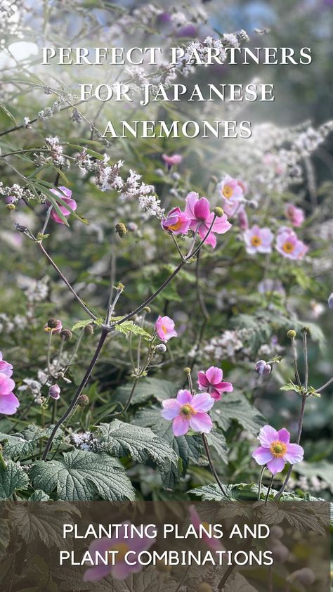 Japanese anemones, with their saucer-shaped pink or white flowers atop tall, slender stems, are a cherished addition to any garden. They extend the beauty of your borders well into autumn, appearing as though their elegant blossoms are floating above attractive foliage. When seeking companions for these vigorous spreaders, look for plants that can hold their ground in competition. Here are some plant combinations to enhance the allure of your Japanese anemones: Flower Garden Plans, Japanese Anemone, Pollinator Plants, Planting Plan, Flower Garden Design, Shade Flowers, White Plants, Cut Flower Garden, Anemone Flower