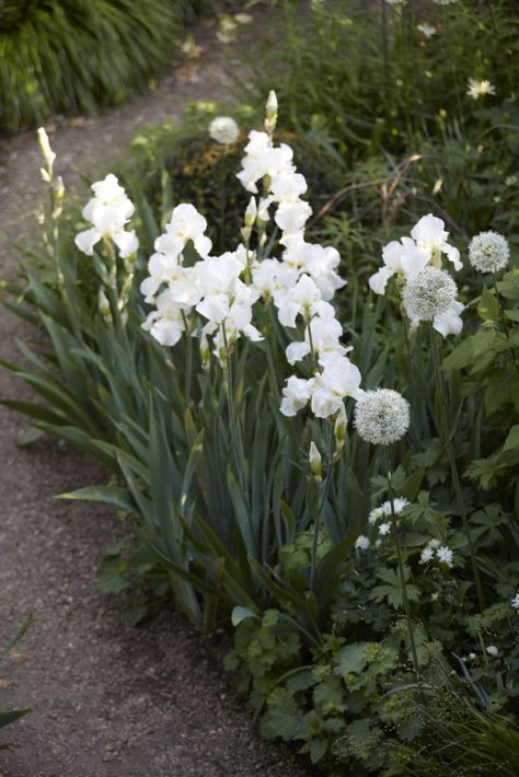 Designer Visit: Sheila Jack’s White Garden in West London Garden White Flowers, White Garden Ideas, All White Garden, Green And White Garden, White Iris Flower, White Flowers Garden, Garden Design London, Iris White, White Iris