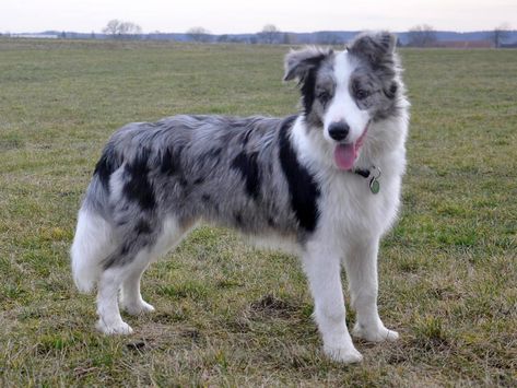 The Blue Merle Border Collies provided by Rising Sunfarm is an intelligent dog breed with ancient roots. Additionally it has the precise same incredible work ethic, cleverness, as well as energy as any other coloured Border collie. Rising Sun Farm raises and delivers outstanding Border Collies that are bred selectively for temperament, structure and ability. Border Collie Merle, Border Collie Tattoo, Blue Merle Collie, Gorgeous Animals, Dogs Stuff, Spotted Dog, Border Collie Puppies, Collie Puppies, Collie Mix