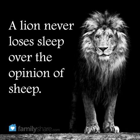 Lions Dont Lose Sleep, Sheep Quote, Cant Sleep Quotes, Grace Under Pressure, Positive Thoughts Quotes, Funny Lion, Focus Quotes, Lion Quotes, Sleep Quotes