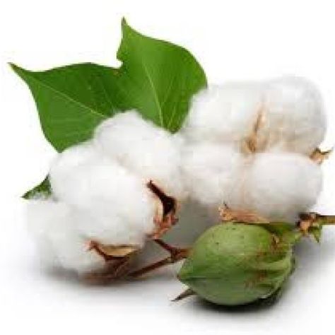 Cotton Value Chain - The Untold Story Growing Cotton, Cotton Boll, Perennial Shrubs, Cotton Plant, Cotton Swabs, Tree Seeds, Cotton Buds, Flowers Perennials, Beach Blanket