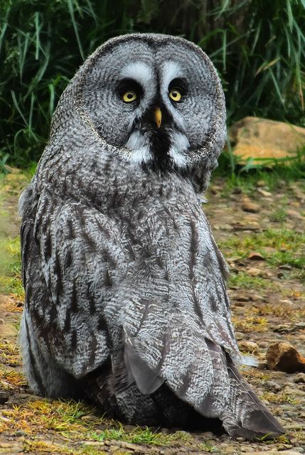 Flying Animals, Owl Pet Aesthetic, Beautiful Owls, Owl Close Up Photography, Great Grey Owl Photography, Grey Owl, Eagle Painting, Great Grey Owl, Eurasian Eagle Owl Photography