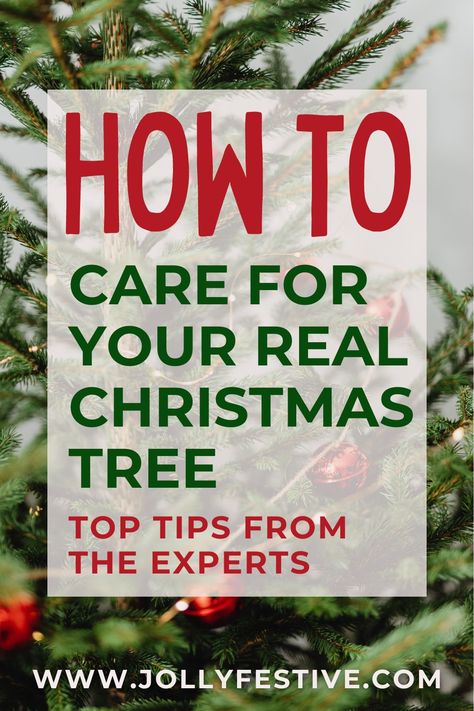 Make your home smell of winter wonder and keep your tree vibrant for longer with our fun and easy tips from the Christmas tree experts for Christmas tree care! Follow our guide and learn how to prolong the life of your real Christmas tree and keep it looking fresh and festive all season long 🌲❄️ Decorating A Real Tree For Christmas, Order To Decorate Christmas Tree, Real Christmas Tree Decorations, Real Christmas Tree Decorated Ideas, How To Decorate A Real Christmas Tree, Real Christmas Tree Decorated, Christmas Tree Care, Christmas Tree Smell, Pink Christmas Tree Decorations