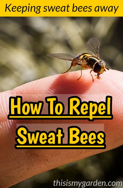 How to keep those annoying sweat bees from ruining your outdoor activities. Simple and natural solutions that work to repel sweat bees. #repelsweatbees #mintforsweatbees #keepsweatbeesaway Sweat Bee Repellent, Bee Deterrent, Wasp Deterrent, Bee Spray, Bee Repellent, Remedies For Bee Stings, Getting Rid Of Bees, Wasp Repellent, Repellent Diy