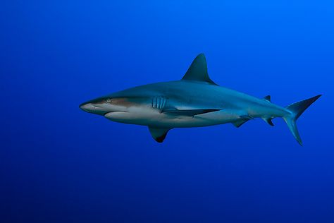 Grey reef shark. Fakarava, Tahiti. Whitetip Reef Shark, Bahamas Sharks, Blacktip Reef Shark, Grey Reef Shark, Great White Shark From Above, Future Cities, Reef Shark, Marine Biology, Future City