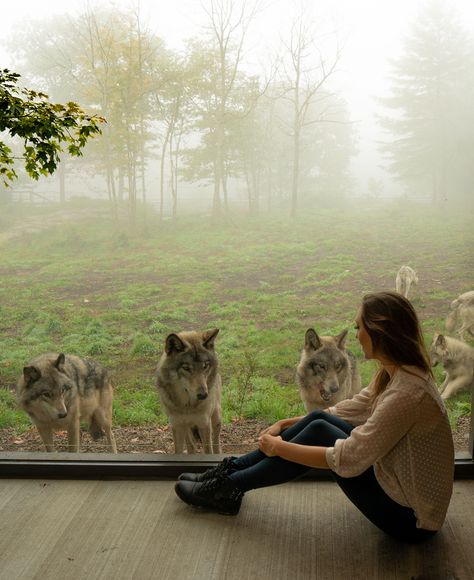 The Wolf Cabin in Parc Omega, Quebec, Canada. Click for the perfect fall road trip itinerary in Quebec, with gorgeous stops, delicious food guide and the best accommodation recommendations. Quebec Winter, Wolf Lodge, Animal Kingdom Lodge, Fall Road Trip, Perfect Road Trip, Canada Road Trip, Visit Canada, Explore Canada, The Wolf