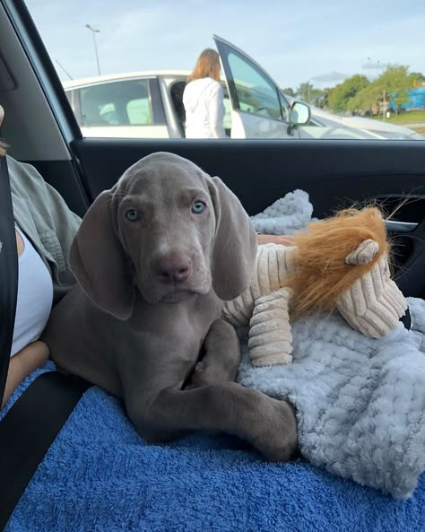 Wiemeriner Puppies, Blue Weimaraner, Weimaraner Puppy, Hunting Dogs Breeds, Weimaraner Puppies, Puppy Heaven, Beautiful Dog Breeds, Running Dog, Weimaraner Dogs