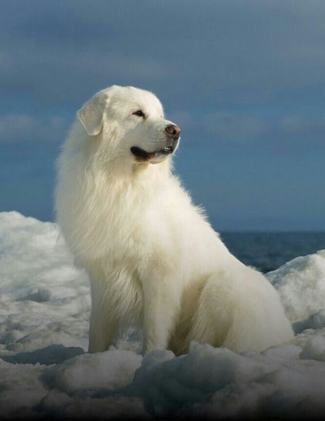 Great Pyrenees (Pyrenean Mountain Dog) Pyrenean Mountain Dog, Pyrenees Dog, Best Guard Dogs, Great Pyrenees Dog, Guard Dog, Great Pyrenees, White Dog, Love My Dog, Dog Obedience