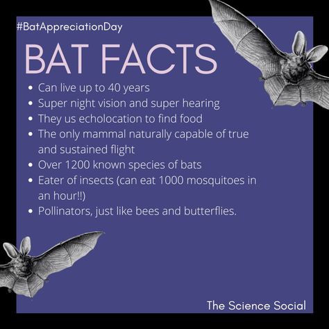 Bat Science, Facts About Bats, Bat Facts, Bat Species, Wild Animals Photos, Fruit Bat, Animal Guides, Cute Bat, Y2k Coquette