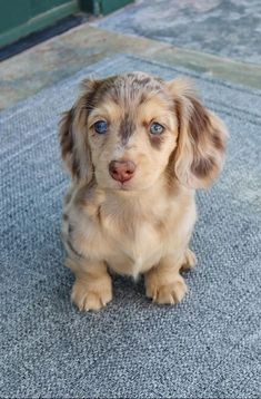 Mini Dotson Puppies, Mini Long Haired Dachshund Dapple, Dutchhounds Puppy, Mini Doxie Puppies, Cute Animal Photos Puppys, Fluffy Wiener Dog, Mini Dapple Dachshund Long Hair, Long Hair Mini Dachshund, Fluffy Weiner Dog