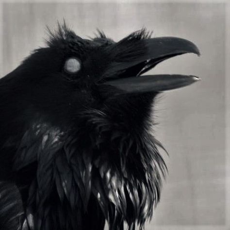 Crow Painting, Raven Bird, Raven Art, 강아지 그림, Crows Ravens, The Crow, Arte Inspo, 인물 사진, Creature Art