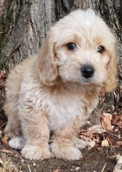 18 Awesome Beagle Mixes: Hearty, Healthy Mixed Breed Hounds! Beagle Poodle Mix, Mini Beagle, Beagle Mix Puppies, Poodle Mix Puppies, Mini Poodle, Dog Chain, Mini Poodles, Salem Oregon, Beagle Mix