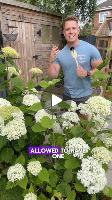 Jonny Hincks on Instagram: "Hydrangea incrediball  Planting Location: Full sun to partial shade. Morning sun and afternoon shade work best in hotter regions.  Soil: Rich, well-drained, slightly acidic to neutral. Add compost for best results.  Watering: Keep soil consistently moist. Water deeply 2-3 times a week and mulch to retain moisture.  Planting Time: Best planted in autumn for strong spring growth.  Fertilising: Use a balanced fertiliser in spring to boost blooms.  Pruning: Prune in late winter or early spring to encourage new growth and larger blooms.  Placement: Great for borders, foundations, or as a specimen plant. Space 1.5-1.8 meters apart for a privacy hedge.  Keep your Incrediball Hydrangea thriving with these tips! 🌸  #GardeningTips #Hydrangea #IncrediballHydrangea" Hydrangea Incrediball, Full Sun Hydrangea, Hydrangea Hedge, Plant Space, Incrediball Hydrangea, Privacy Hedge, Growing Hydrangeas, Late Winter, Morning Sun