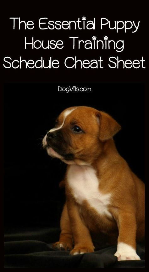 House Training Puppies, Mini Movie, Puppy House, Easiest Dogs To Train, Dog Behavior Problems, House Training Dogs, Potty Training Puppy, Dog Training Advice, Boxer Puppy