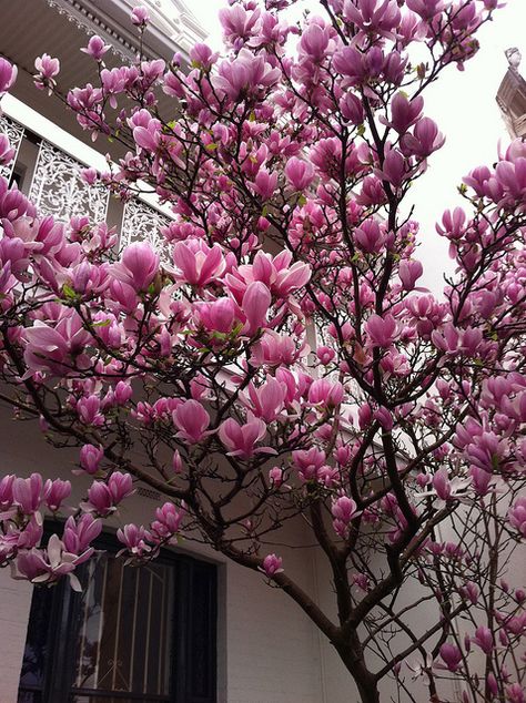 my grandma used to have two giant magnolia trees in her back yard and we would always pick up the fallen petals and make things with them :) Hosta Plants, Flowers Blooming, Magnolia Trees, Bonsai Plants, Tree Seeds, Ornamental Plants, Deco Floral, Magnolia Flower, Garden Trees