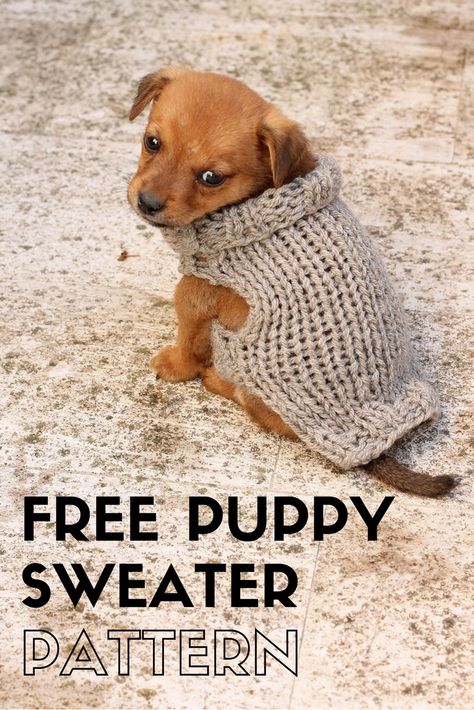 Free puppy sweater knitting pattern Chihuahua Knitting Pattern Free, Free Knitting Pattern For Small Dog Coat, Knitting Pattern For Dog Sweater, Puppy Knitting Pattern Free, Small Dog Sweater Knitting Patterns Free, Small Dog Sweaters Knit Free Pattern, Dog Coats Patterns Free Knitting, Dog Sweater Knitting Patterns Free, Free Dog Sweater Knitting Patterns